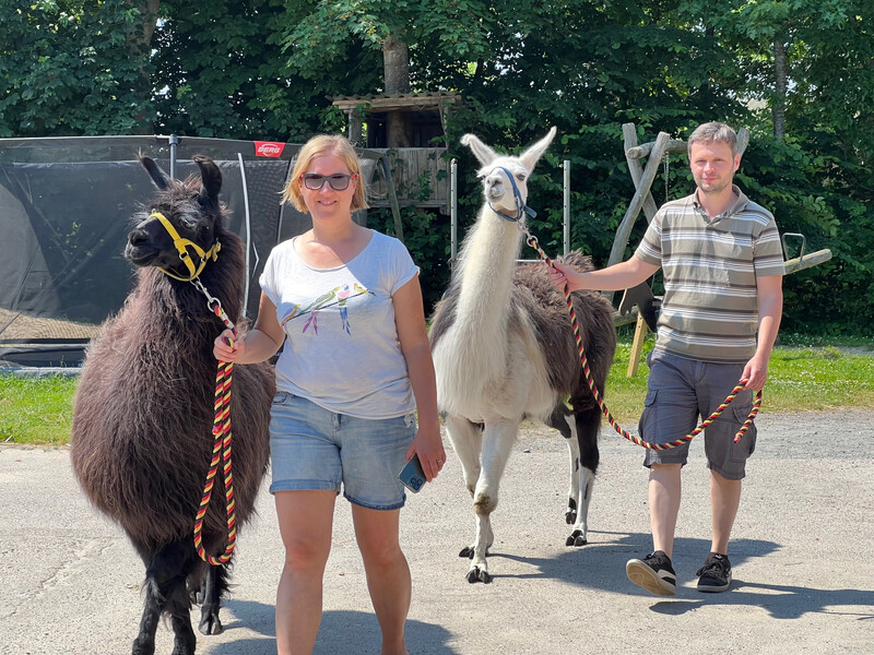Zwei Personen führen zwei Lamas an der Leine über den Hof