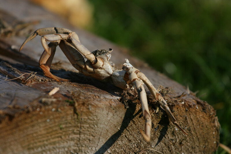 Nahaufnahme einer Krabbe mit Scheren und Beinen auf einem Holzstamm, im Hintergrund unscharfes Grün