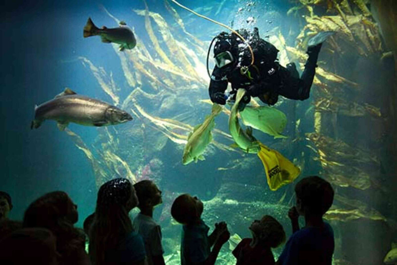 Kinder beobachten in einem Aquarium einen Taucher, der zwischen großen Fischen und Seetang schwimmt