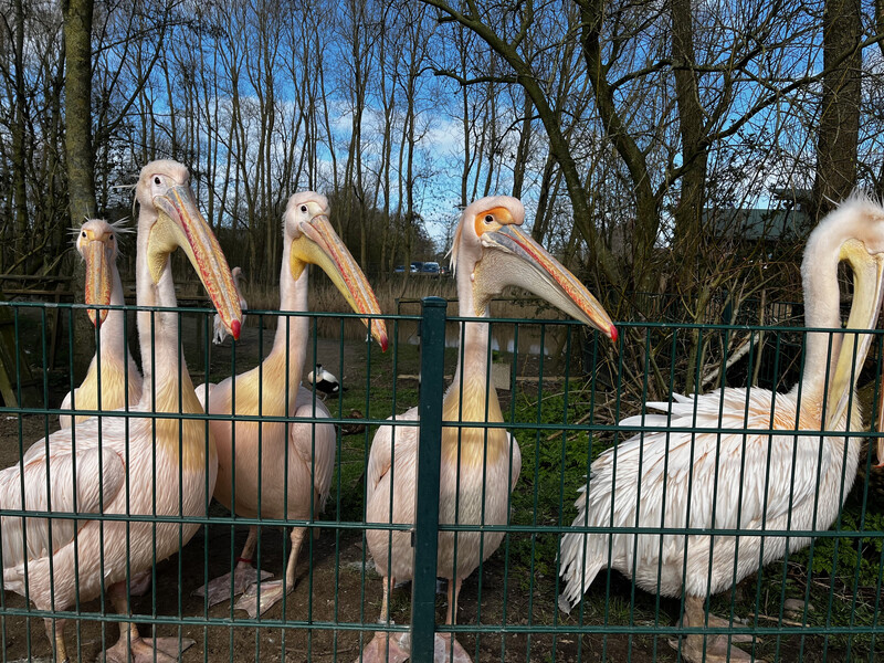 Gruppe rosa Pelikane hinter einem Zaun in einem Tierpark, dahinter kahle Bäume und blauer Himmel