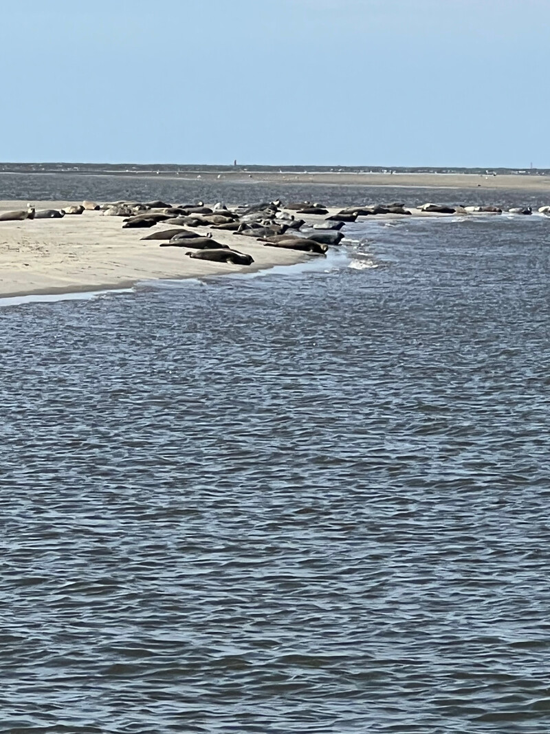 Zahlreiche Seehunde ruhen auf einer Sandbank im Nordsee-Wattenmeer, umgeben von Wasser