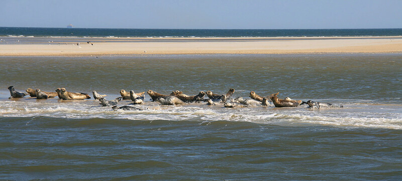 Eine Gruppe Seehunde ruht auf einer Sandbank im Nordsee-Wattenmeer, umspült von Wasser, mit Möwen im Hintergrund