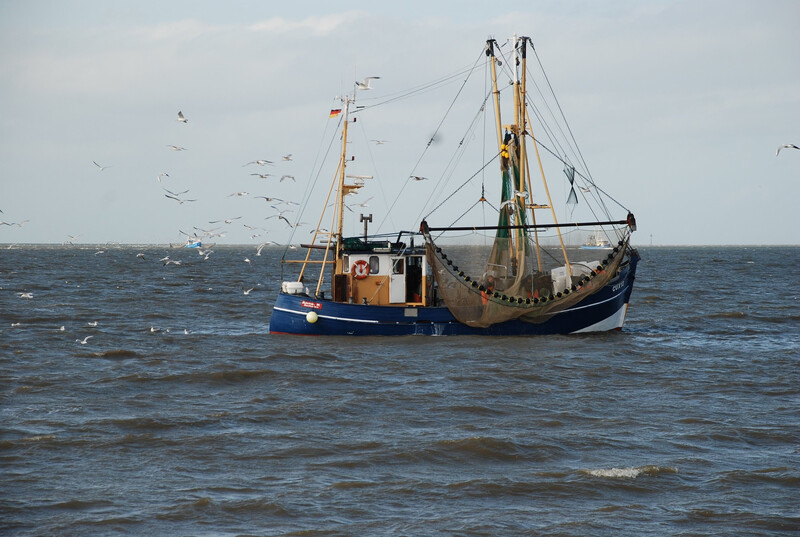 Blau-weißer Krabbenkutter mit ausgefahrenen Netzen auf der Nordsee, umgeben von Möwen