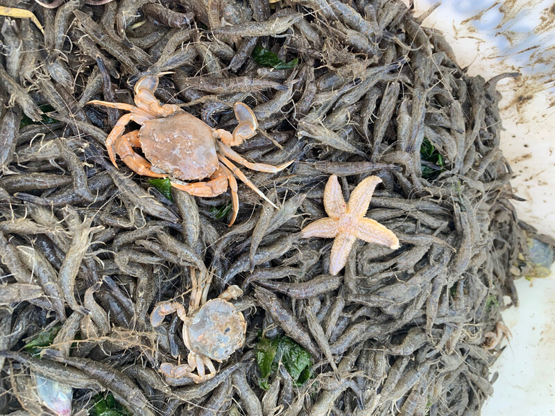 Frischer Krabbenfang aus der Nordsee mit orangefarbenem Taschenkrebs, einem Seestern und einer kleinen grauen Krabbe zwischen zahllosen grauen Nordseekrabben