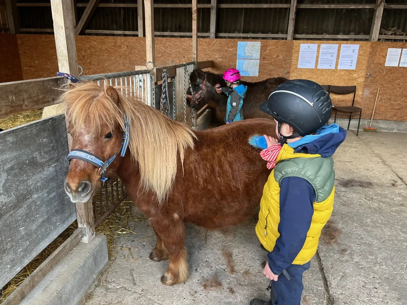 Kinder mit Reithelm bürsten zwei Ponys im Stall des Warfthofs Wollatz