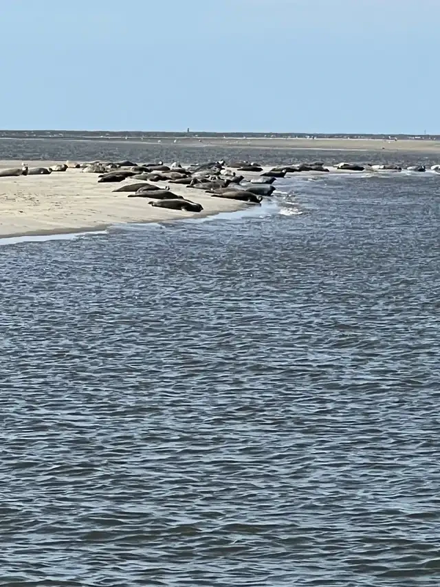 Robben ruhen auf einer Sandbank im Wattenmeer, ein Ausflugsziel für Ferien auf dem Bauernhof an der Nordsee