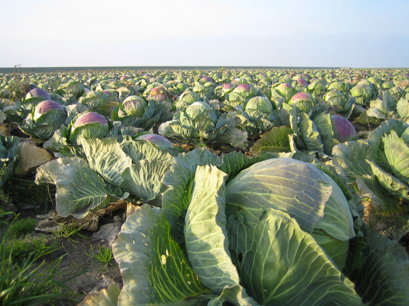 Weites Feld mit zahlreichen großen Kohlköpfen, grüne und teilweise violette Blätter, Reihenanbau unter freiem Himmel