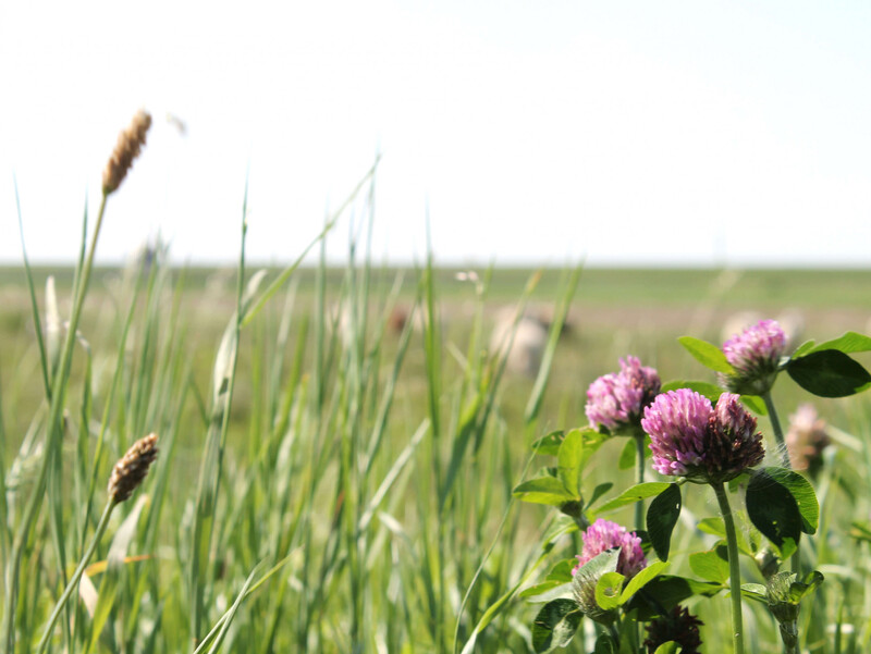 Nahaufnahme Wiese, grüne Grashalme, violette Klee-Blüten, unscharfer Hintergrund, flache Landschaft, heller Himmel