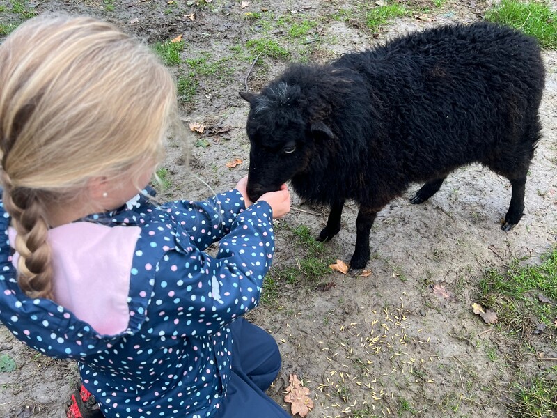 Kind füttert schwarzes Schaf, Hände ausgestreckt, matschiger Boden, Grasstellen, Regenjacke mit Punkten, Nahaufnahme