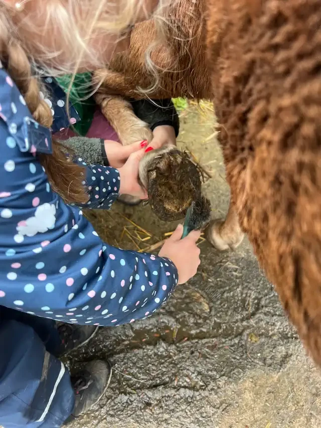 Kind kratzt mit einem Hufkratzer den Huf eines Ponys aus, ein Erwachsener hält das Bein fest