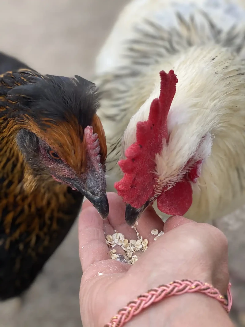 Zwei Hühner picken Haferflocken aus der Hand