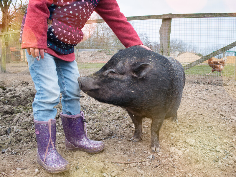 Kind streichelt ein kleines schwarzes Schwein auf einem eingezäunten Bauernhof; im Hintergrund sind Hühner und ein ländliches Umfeld zu sehen