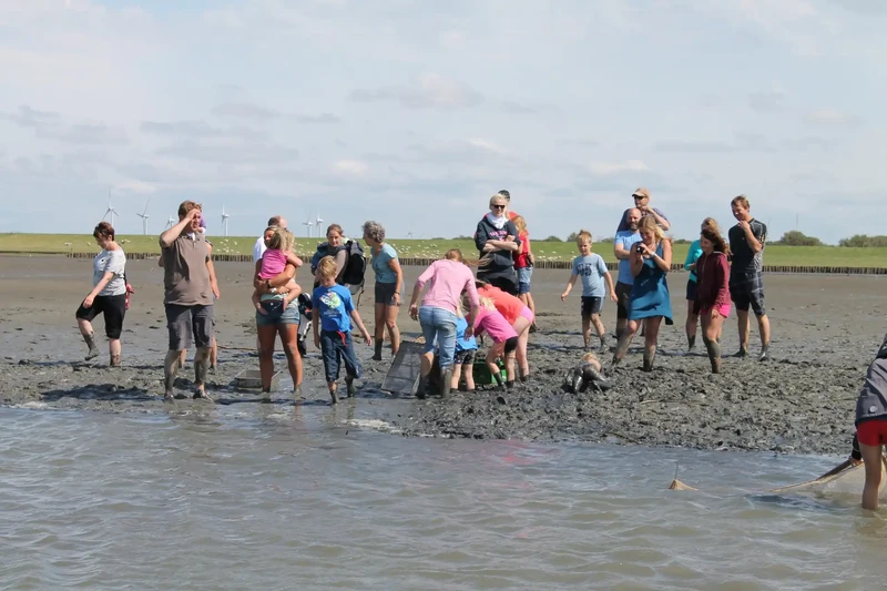 Familien mit Kindern bei einer Wattwanderung, im Hintergrund der Deich mit Schafen und Windrädern
