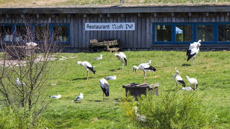 Weißstörche und Möwen auf einer Wiese vor dem Holzgebäude eines Restaurants