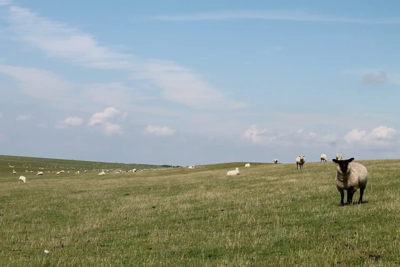 Schafe grasen auf dem grünen Deich an der Nordsee, im Vordergrund ein Schaf mit schwarzem Kopf
