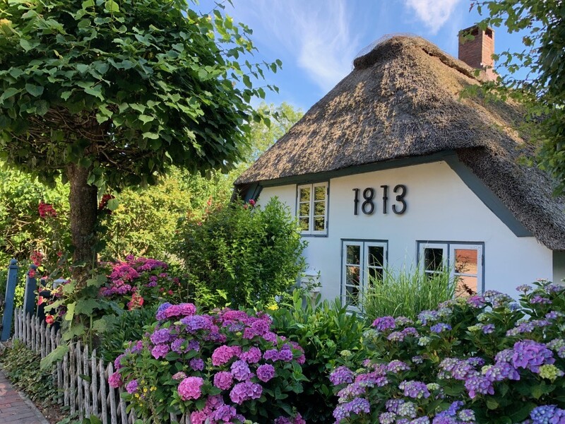 Reetdachkate 1813 am Warfthof Wollatz mit reetgedecktem Dach und blühenden Hortensien im Bauerngarten