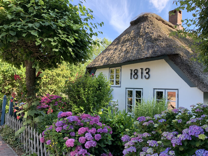 Reetdachkate 1813 mit Reetdach, Jahreszahl 1813 an der Fassade und blühenden Hortensien im Vorgarten