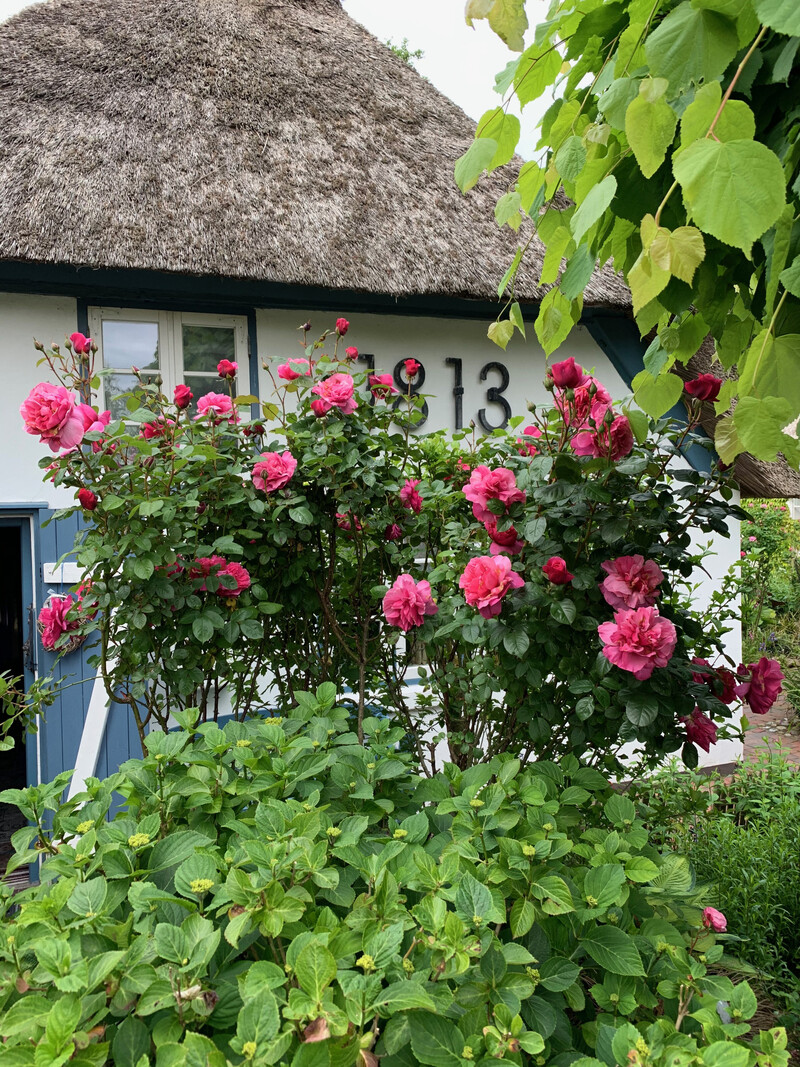 Reetdachkate 1813 mit Reetdach, Jahreszahl 1813 an der Fassade, blauer Tür und blühenden pinken Rosen im Garten